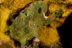 Antennarius multiocellatus