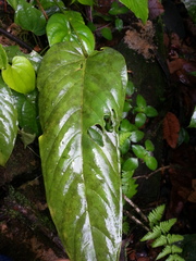 Anthurium talamancae
