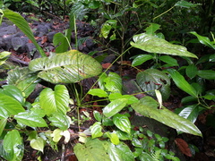 Anthurium talamancae
