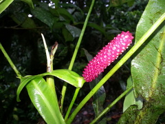 Anthurium monteverdense
