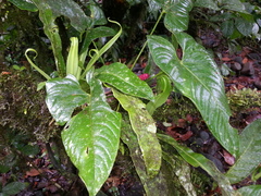 Anthurium monteverdense
