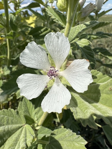 marsh mallow