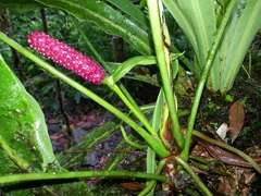 Anthurium monteverdense