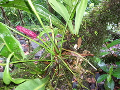 Anthurium monteverdense
