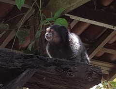 Callithrix jacchus × penicillata