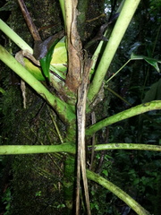 Anthurium caperatum