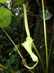 Anthurium caperatum