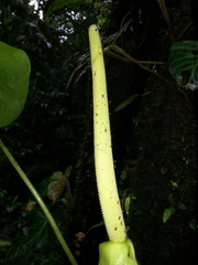 Anthurium caperatum