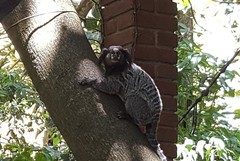 Callithrix jacchus × penicillata