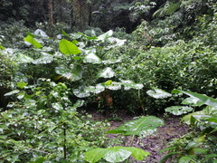 Xanthosoma undipes