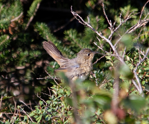 White-bellied Redstart