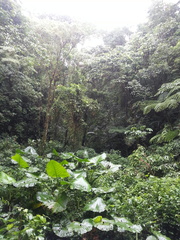 Xanthosoma undipes