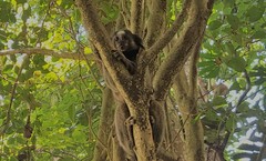 Callithrix jacchus × penicillata