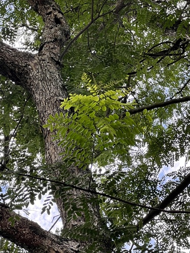 Dalbergia balansae