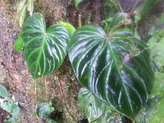 Philodendron verrucosum