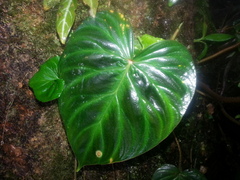 Philodendron verrucosum