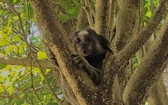 Callithrix jacchus × penicillata