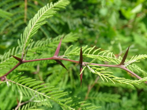 Image of Vachellia campeachiana by (c) Alexis López Hernández, some rights reserved (CC BY)