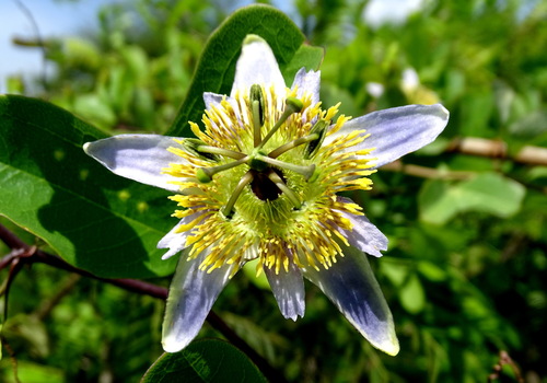 Image of Passiflora bicornis by (c) Alexis López Hernández, some rights reserved (CC BY)