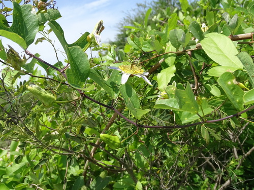 Image of Passiflora bicornis by (c) Alexis López Hernández, some rights reserved (CC BY)