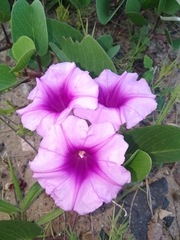 Ipomoea pes-caprae brasiliensis