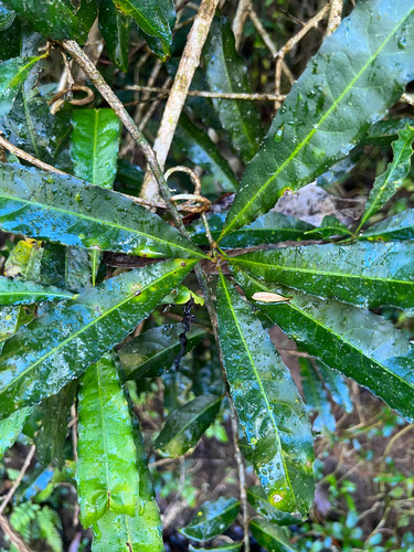 Durandea jenkinsii observed 2023-08-10