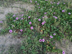 Ipomoea pes-caprae brasiliensis