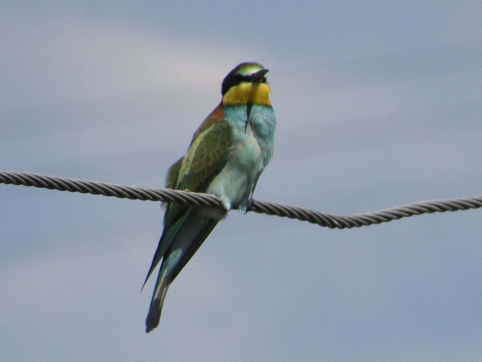 European Bee-eater (Merops apiaster)