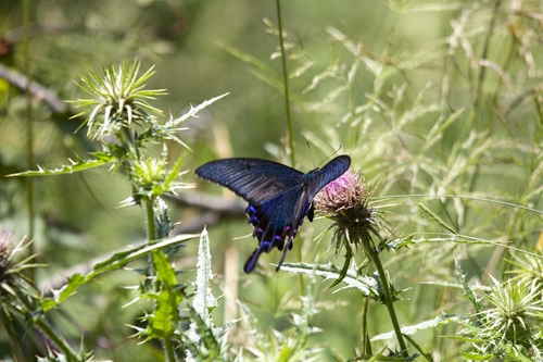 Alpine Black Swallowtail