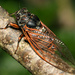 Red Cicada - Photo (c) simben, some rights reserved (CC BY-NC-ND), uploaded by simben