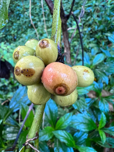 Foto de Café