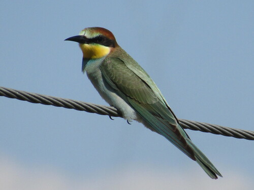 European Bee-eater (Merops apiaster), photo 10