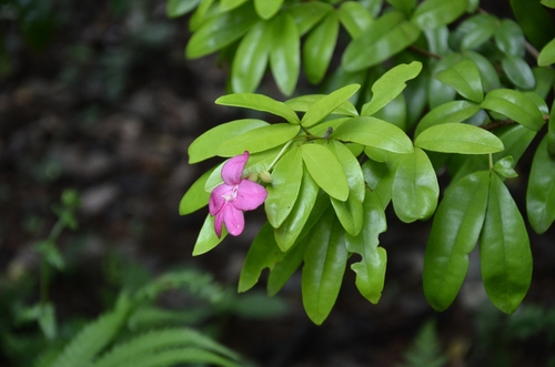 Image of Ravenia spectabilis by (c) renjus box, some rights reserved (CC BY)