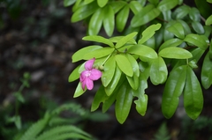 Ravenia spectabilis, photograph (c) renjus box, some rights reserved (CC BY)