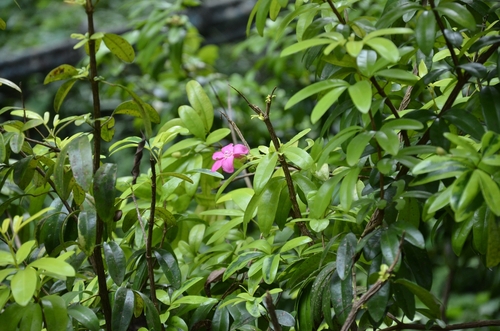 Image of Ravenia spectabilis by (c) renjus box, some rights reserved (CC BY)