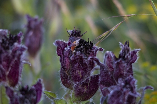 Fiery-bodied Bumble Bee
