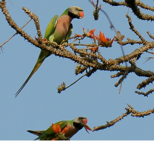 Red-breasted Parakeet