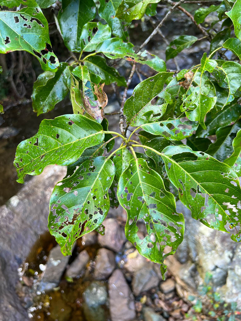 Macaranga coriacea
