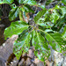 Macaranga coriacea - Photo (c) Nicolas Rinck,  זכויות יוצרים חלקיות (CC BY-NC), הועלה על ידי Nicolas Rinck