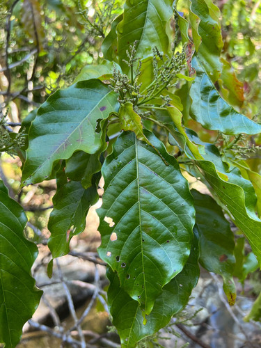 Macaranga coriacea observed 2023-08-10