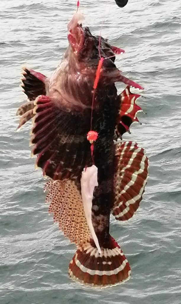 Antlered sculpin (Enophrys diceraus) — Cottidae