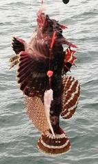 Antlered Sculpin photo 5