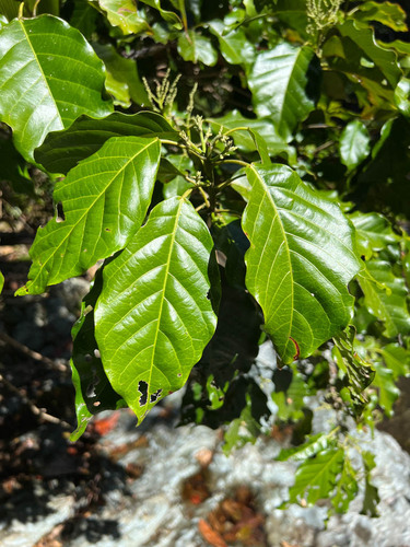 Macaranga coriacea observed 2023-08-10