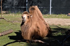 Camelus bactrianus