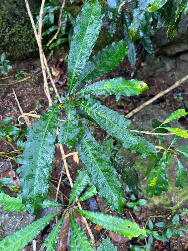 Durandea jenkinsii observed 2023-08-10