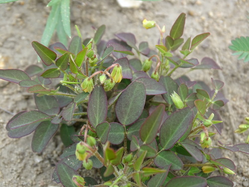 Image of Oxalis frutescens by (c) Alexis López Hernández, some rights reserved (CC BY)