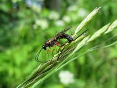 Lissonota lineolaris