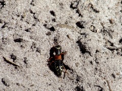 Staphylinus erythropterus