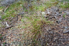 Schoenus maschalinus