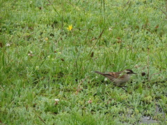 Cinclodes comechingonus